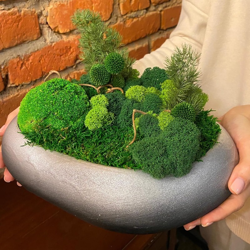 Artificial Green Plants Eterna - Sphagnum Moss Dry 评论和价格