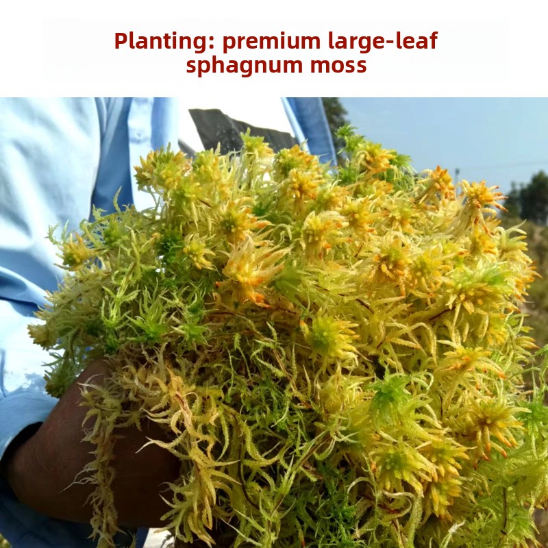 Grade A Dried Sphagnum Moss, N - Sphagnum Moss Dry 评论和价格