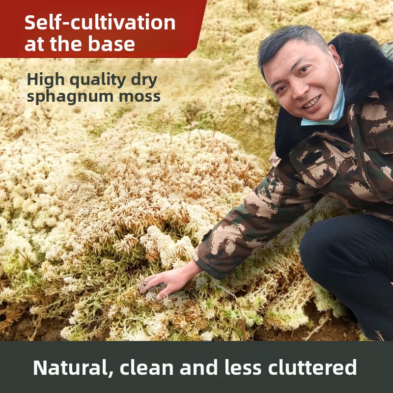 Grade A Dried Sphagnum Moss, N - Sphagnum Moss Dry 评论和价格