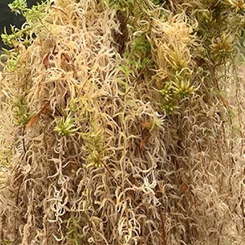 Reptile Terrarium Sphagnum Mos - Sphagnum Moss Dry 评论和价格
