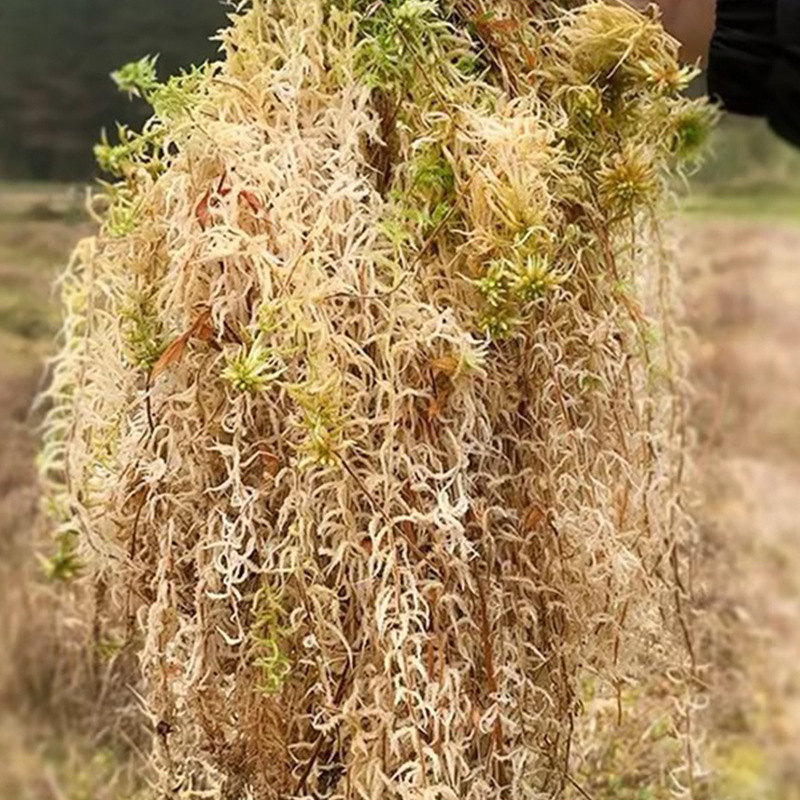 Reptile Terrarium Sphagnum Mos - Sphagnum Moss Dry 评论和价格