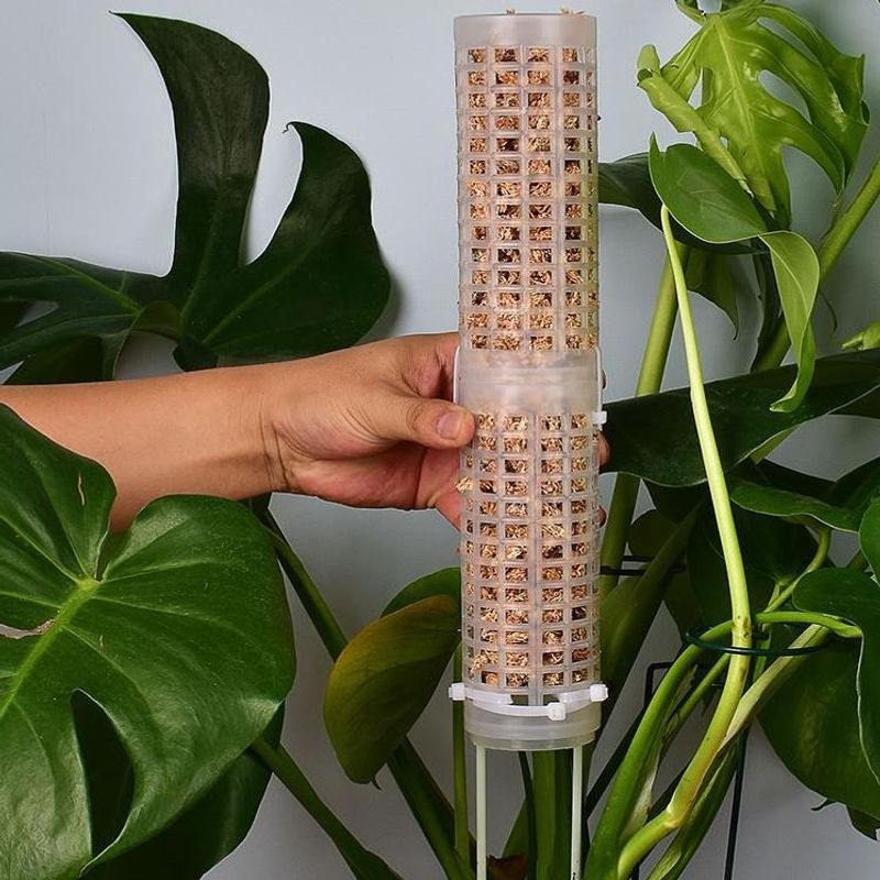 Sphagnum Moss Pole for Orchid  - Sphagnum Moss Dry 评论和价格